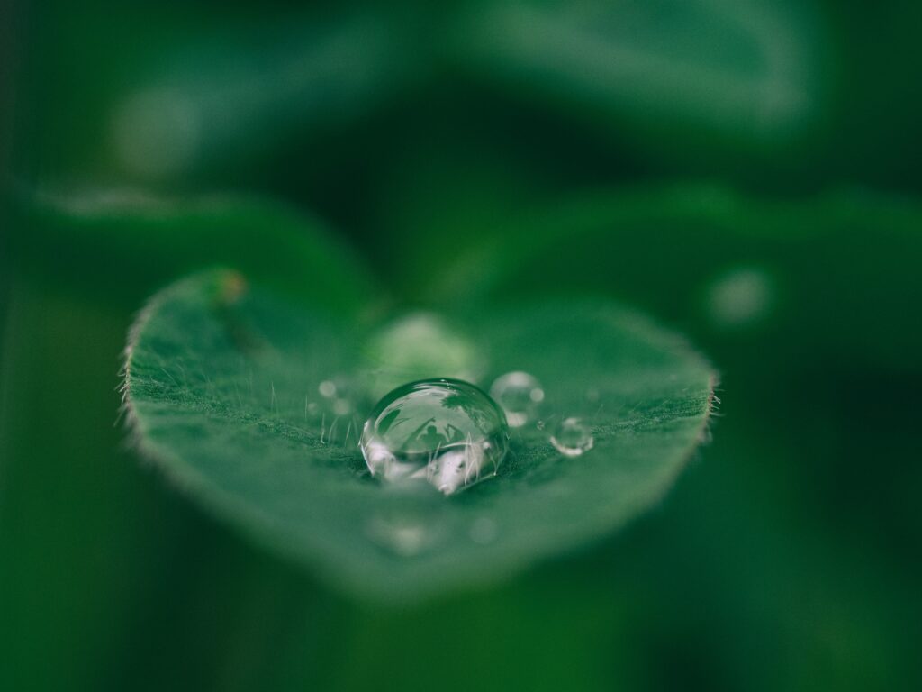 Closeup of a green leaf with a water droplet on it
