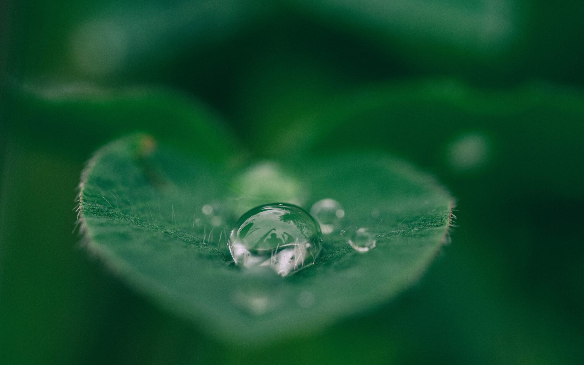 Closeup of a green leaf with a water droplet on it
